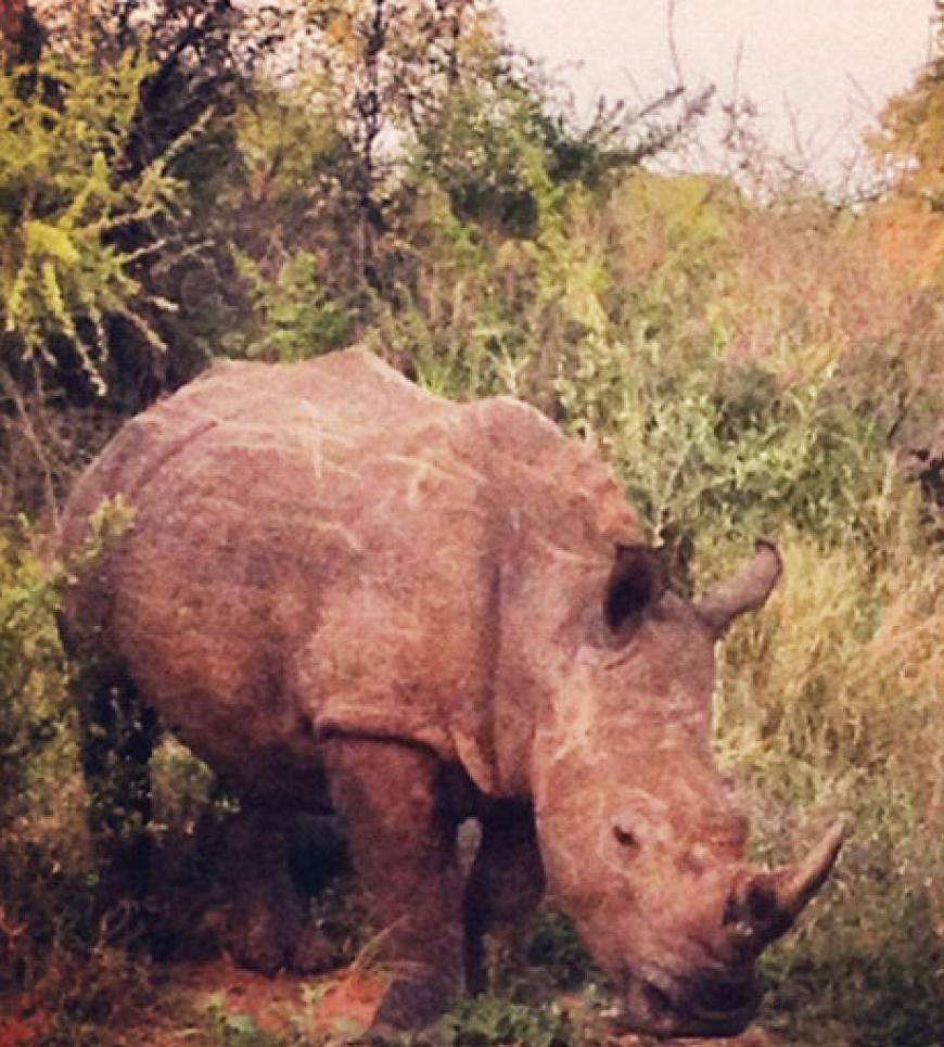 Das Nashorn hat es ihr ganz besonders angetan. Sie betitelt das Bild mit einem Herzchen