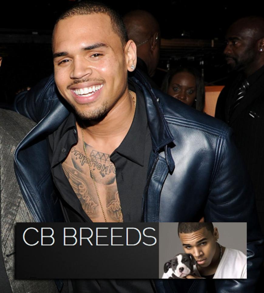 Sänger Chris Brown züchtet Hunde