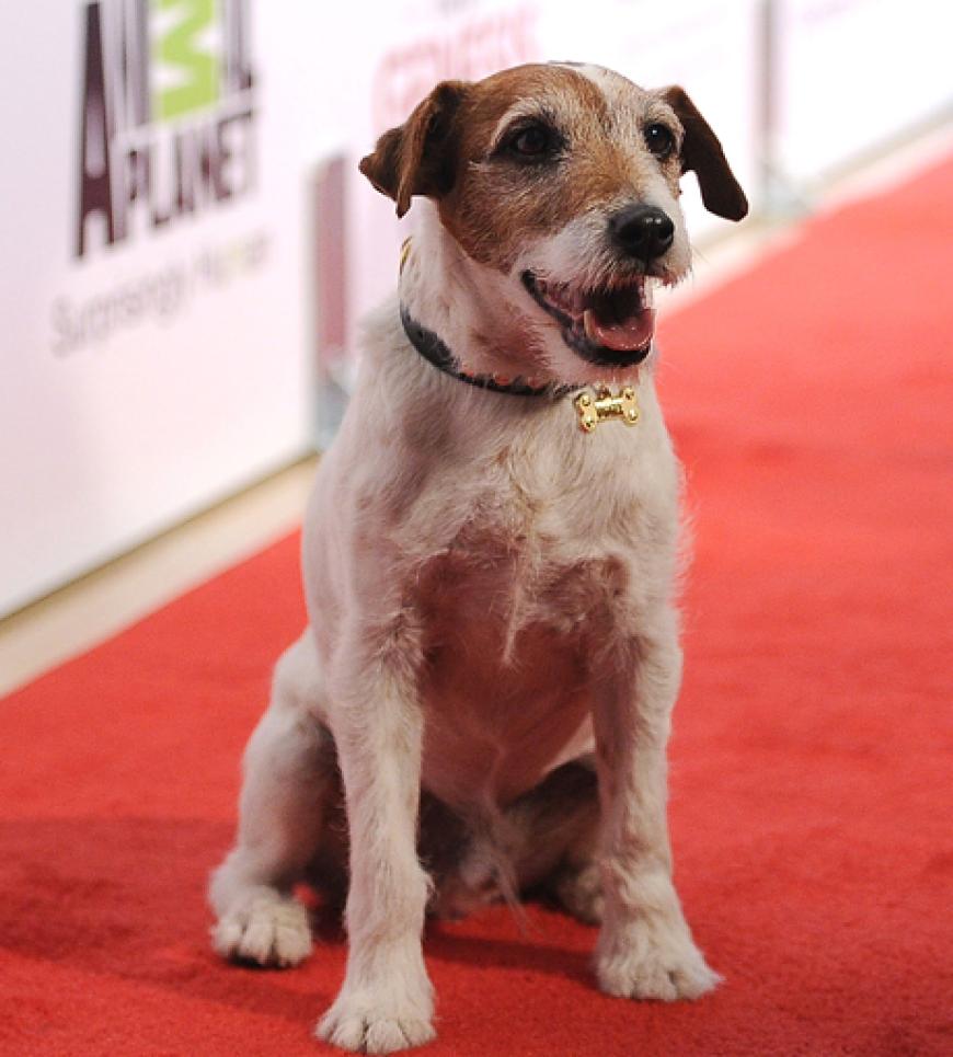 Uggie ist der ungekrönte Star des Oscar-prämierten Films