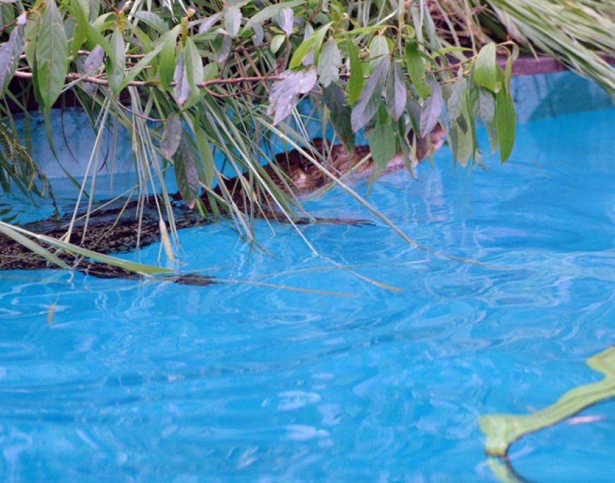 Und auch ein kleiner Alligator schwimmt durch den Pool