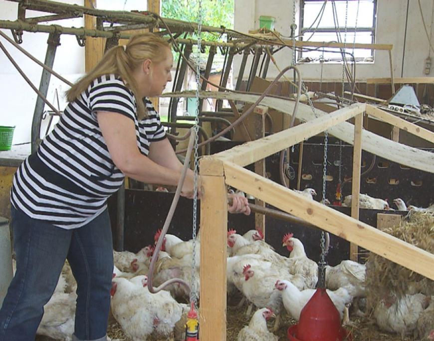 Hühnerwirt Jürgen und Anja müssen den Hühnerstall sauber machen. Jürgen: âAnja kommt aus der Stadt und hat mit einem Bauernhof noch nie was zu tun gehabt. Deshalb lasse ich sie diese Woche mal so richtig rein schnüffeln