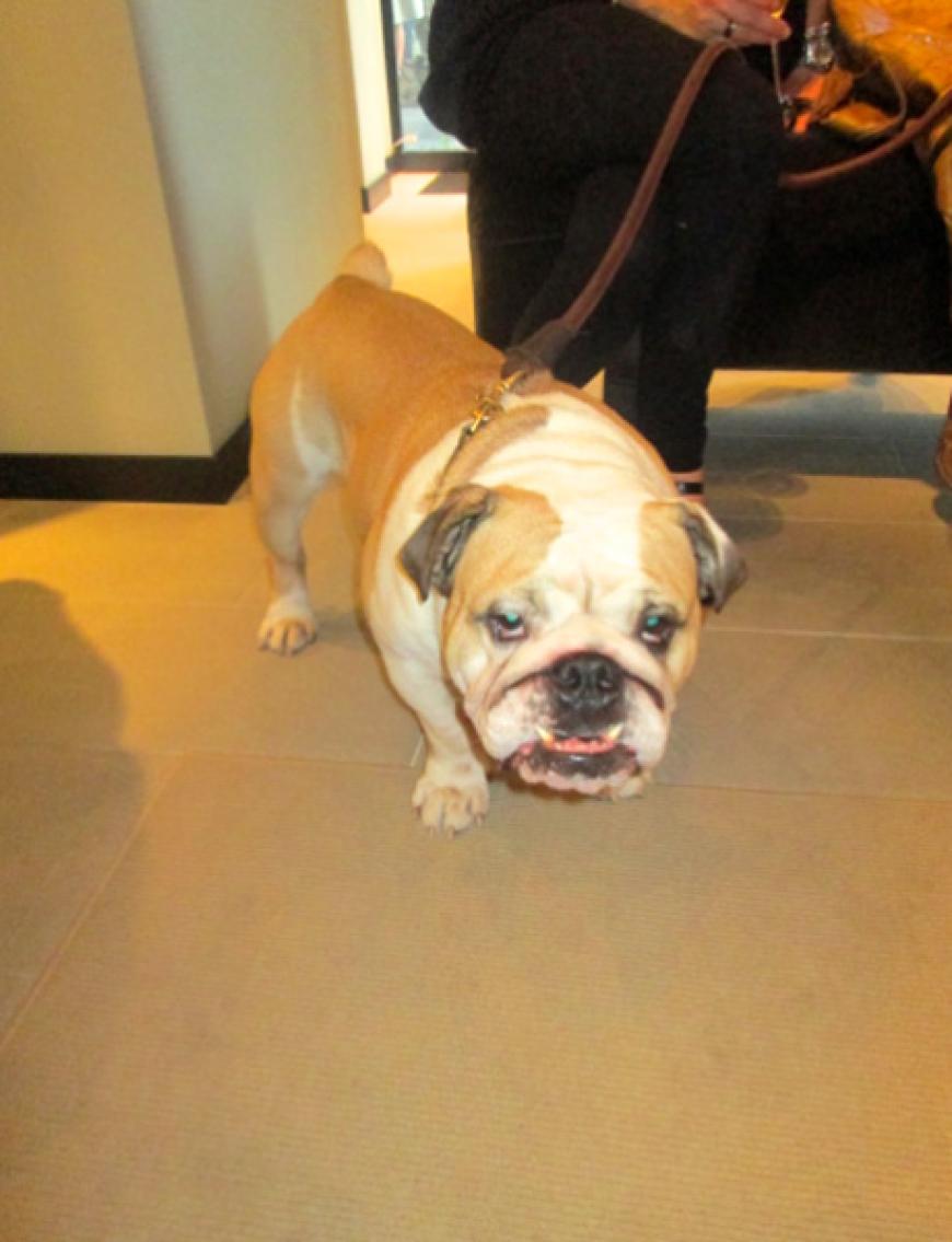 Mein Highlight des Tages, die Bulldogge bei Bottega