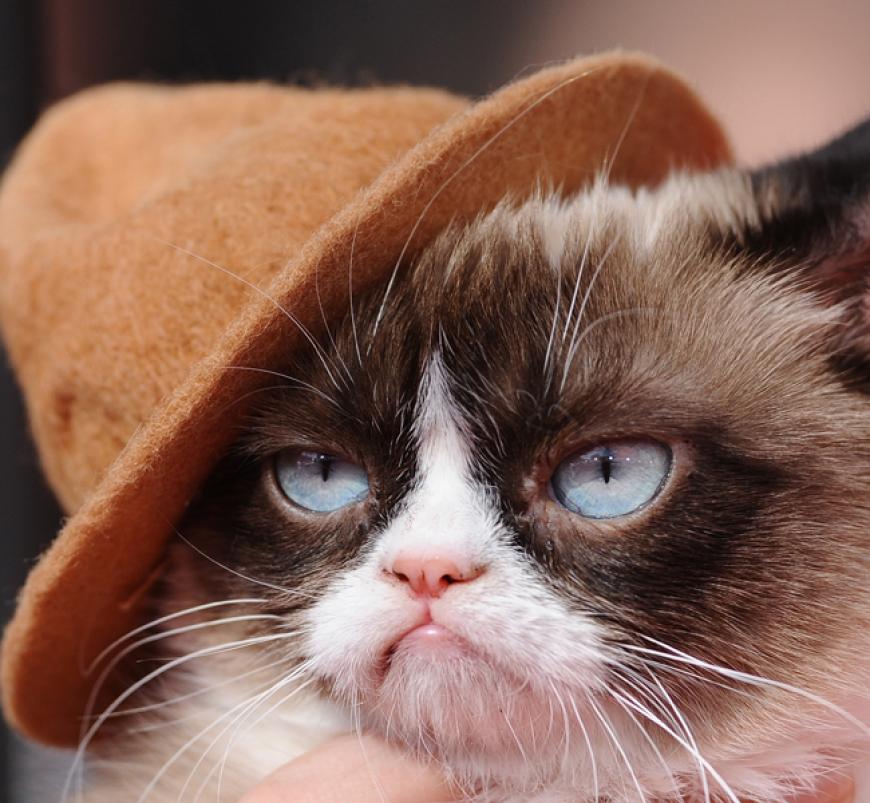 Awwww! Alle lieben Grumpy Cat! Die mürrische Mieze konnte auch ihrem stylischen Hütchen wenig abgewinnen