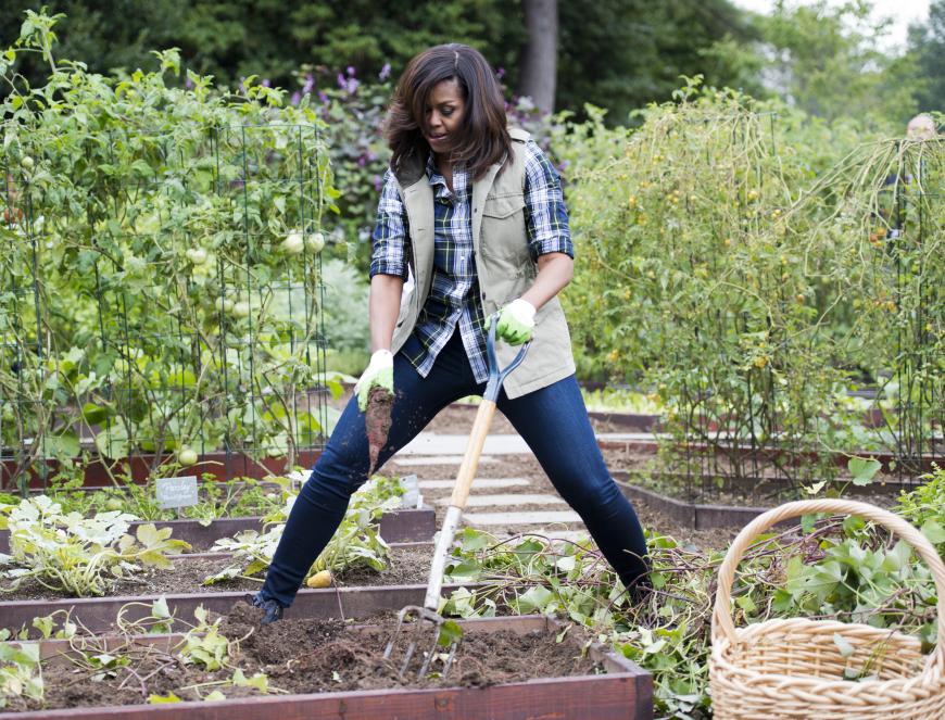 Sie war sich nicht zu schade zum Schmutzigmachen: Michelle Obama beim Gärtnern.