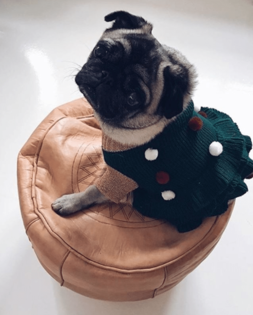 Naja, der Mops guckt jetzt nicht soooo begeistert... Uns begeistert der süße Look von H&M dafür umso mehr!