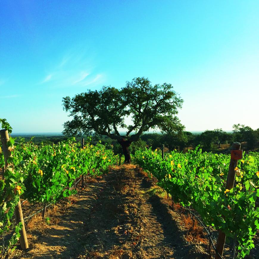 In Alentejo findet ihr unzählige Weinfelder, denn diese Region ist bekannt für ihre Weine.