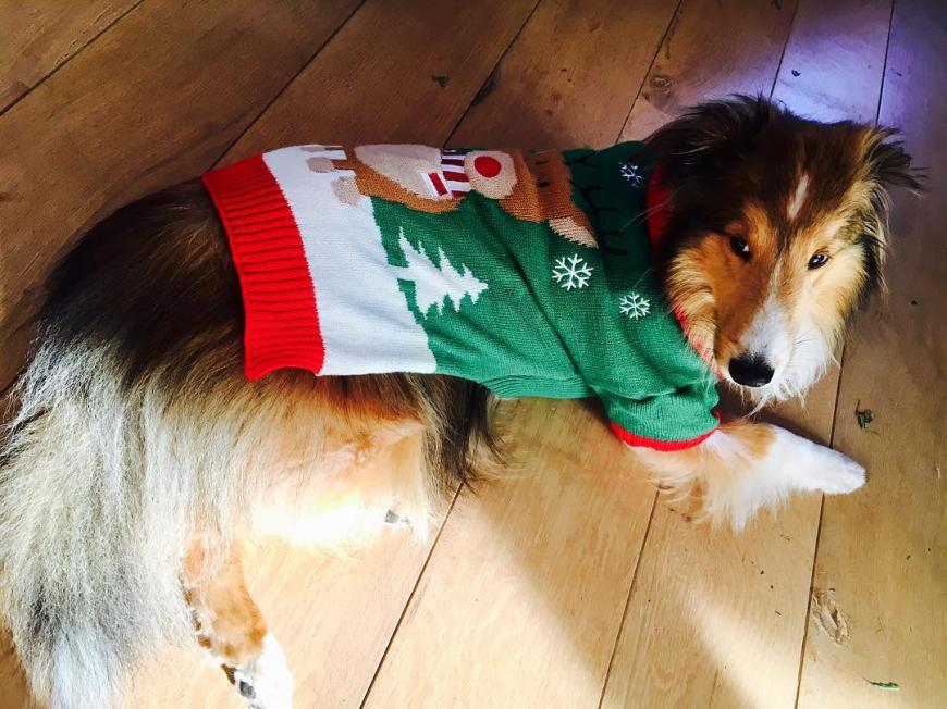 Auch Miley Cyrus ist tierisch im Weihnachtsfieber - und packt ihren Hund schon mal festlich in einen Christmas-Jumper.