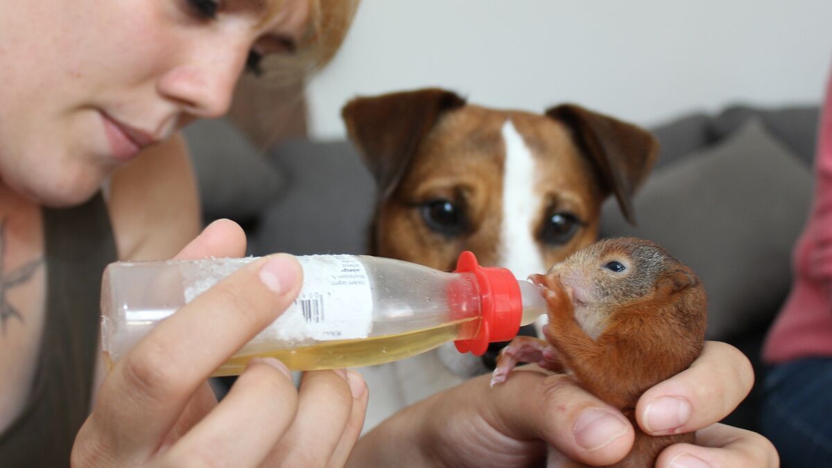 süße freundschaft hund "killer" rettet eichhörnchenbaby