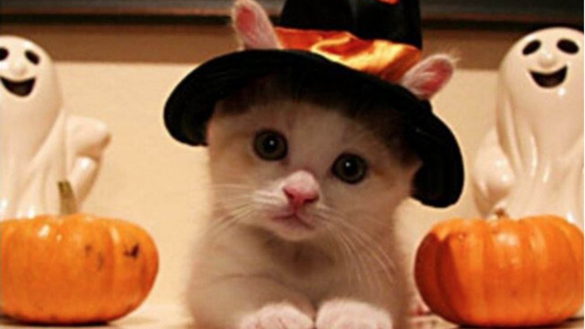 Gruselig süß! 20 Tiere in Halloween-Kostümen | OK! Magazin