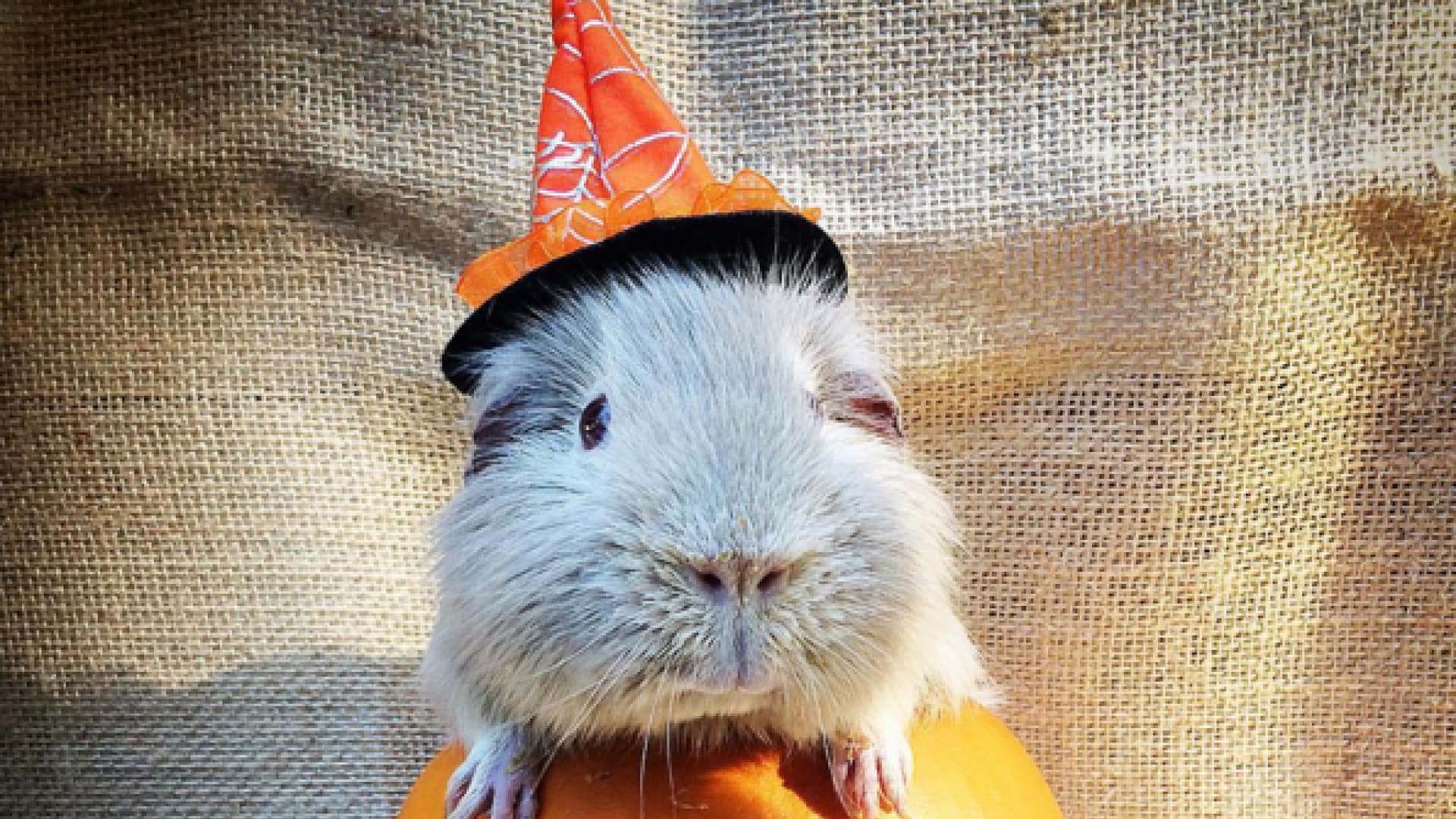 Gruselig süß! 20 Tiere in Halloween-Kostümen | OK! Magazin