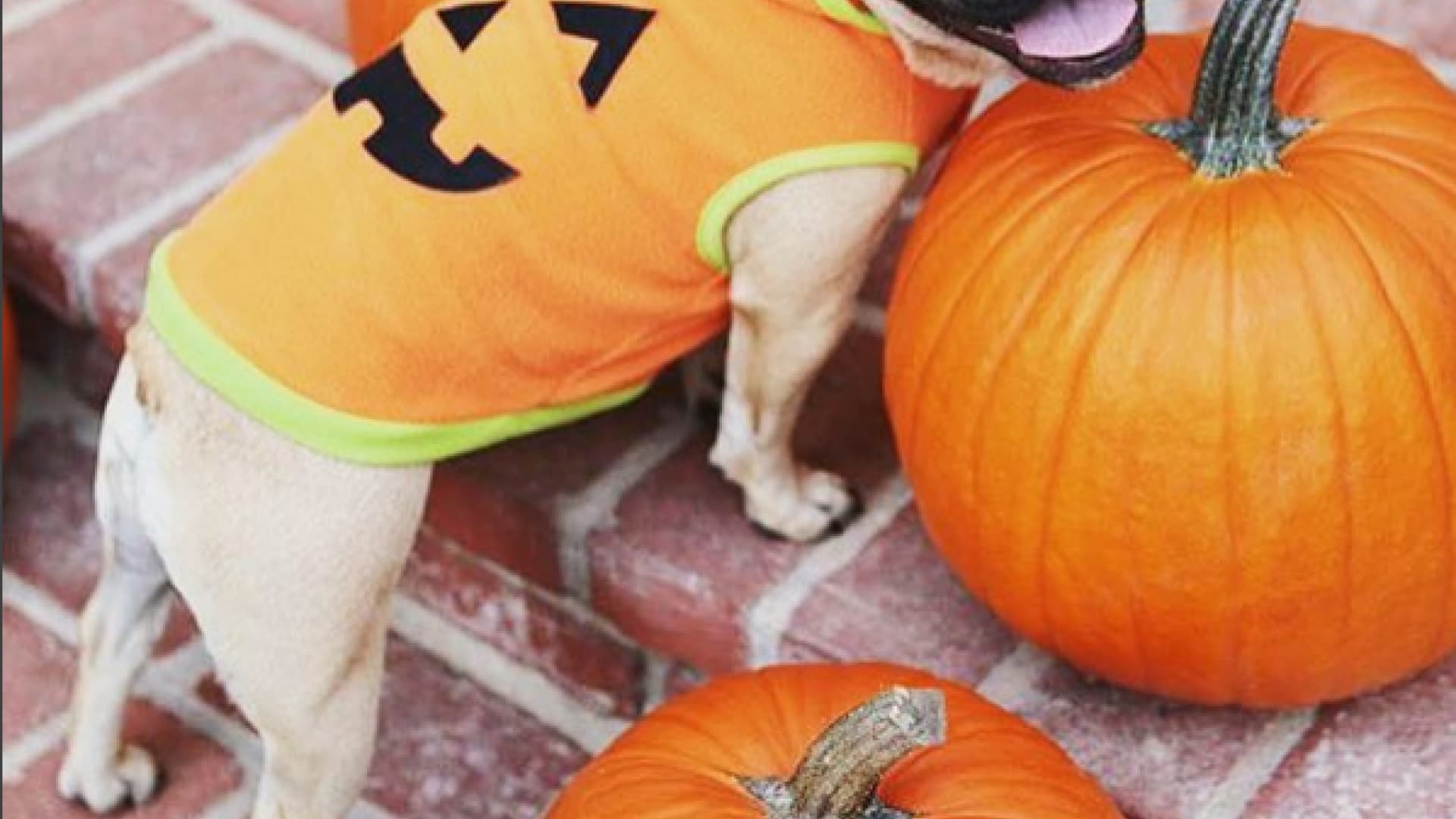 Gruselig süß! 20 Tiere in Halloween-Kostümen | OK! Magazin