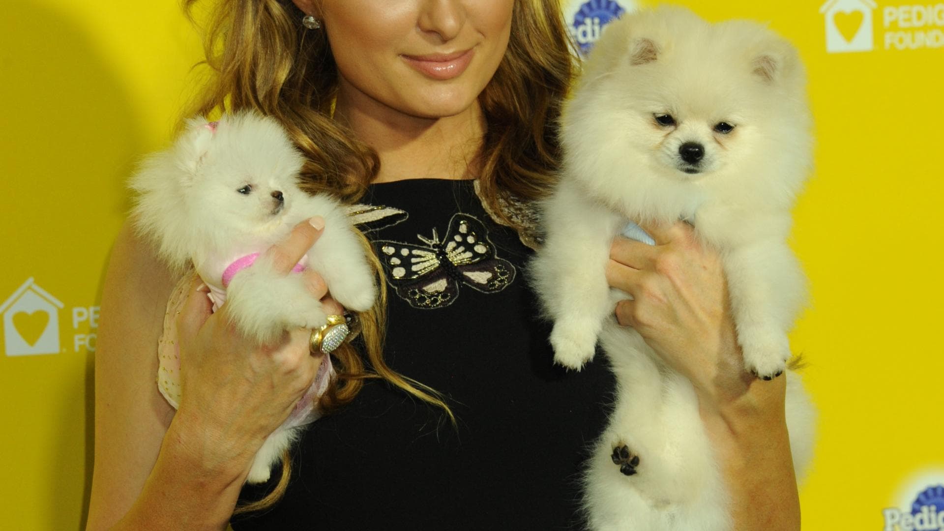 Paris Hilton bringt ihre Wattebäusche ... | Die besten Freunde der Promis: Diese Stars lieben ...