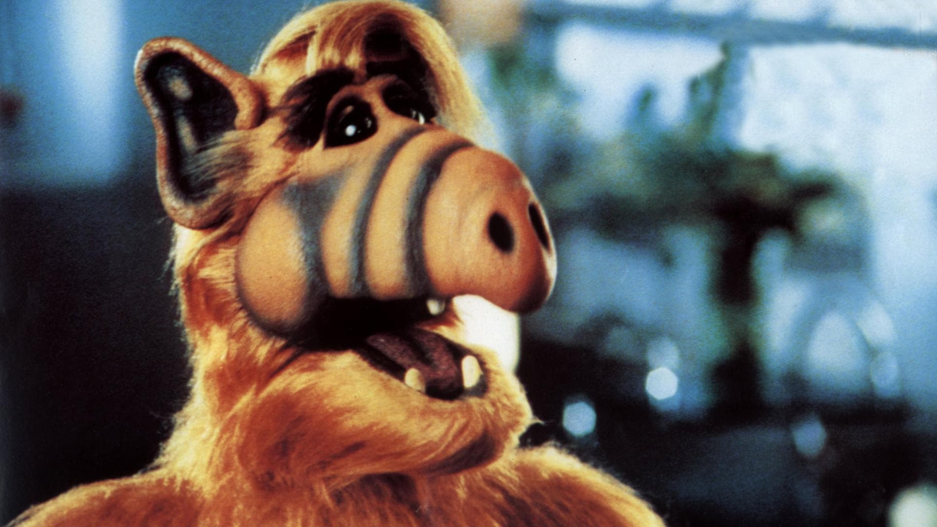 Alf Das Wurde Aus Den Schauspielern