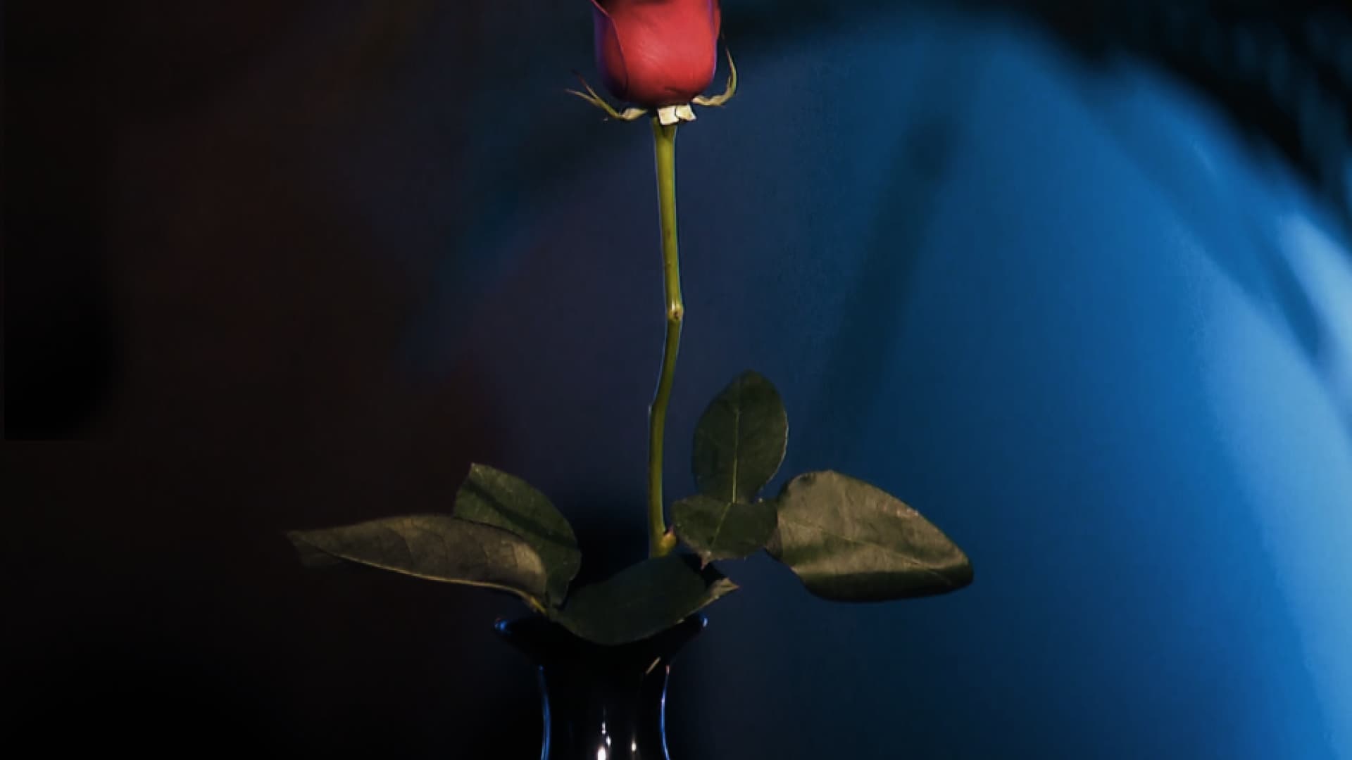 Wann Lauft Der Bachelor Alle Sendetermine Der Rtl Kuppelshow