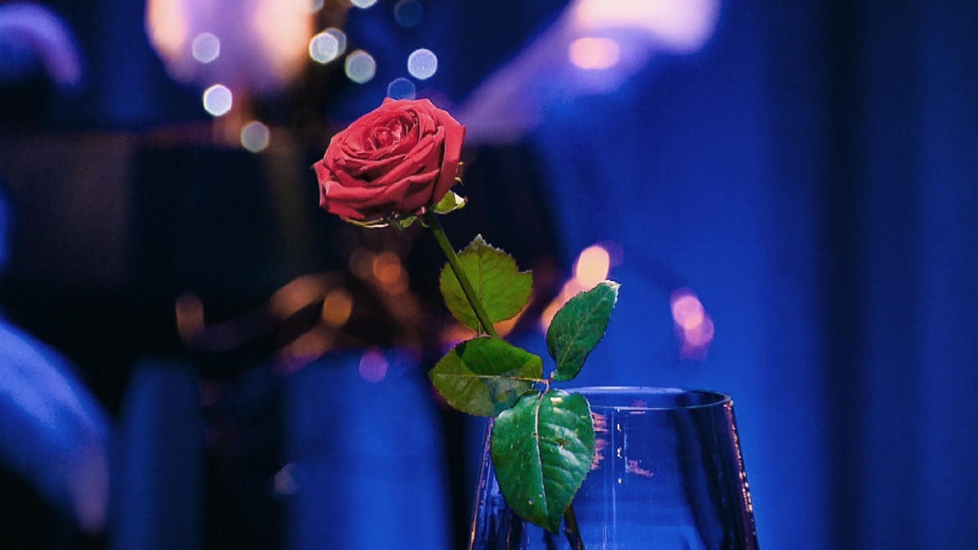 "Der Bachelor": Peinliche Spoiler-Panne vor dem Finale