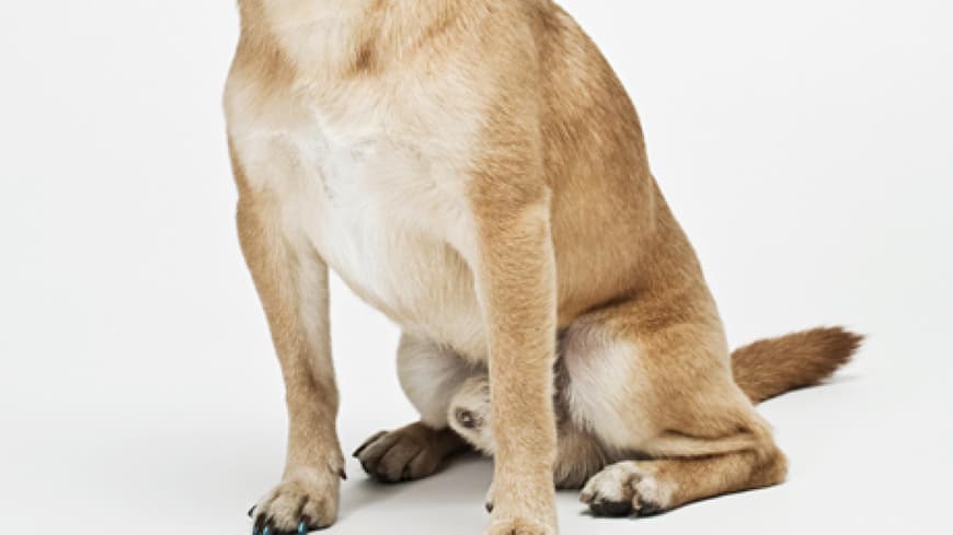 People-Redakteurin Meike ist auf den Hund gekommen: People-Redakteurin Meike ist auf den Hund gekommen:
