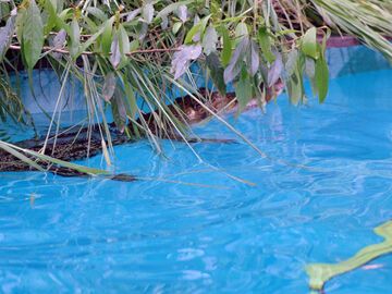 Und auch ein kleiner Alligator schwimmt durch den Pool