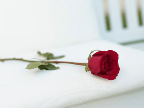 Eine Bachelor-Rose