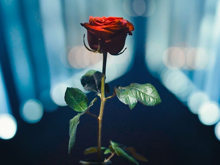 eine rote Rose