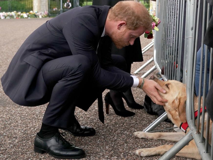 Prinz Harry streichelt Hund