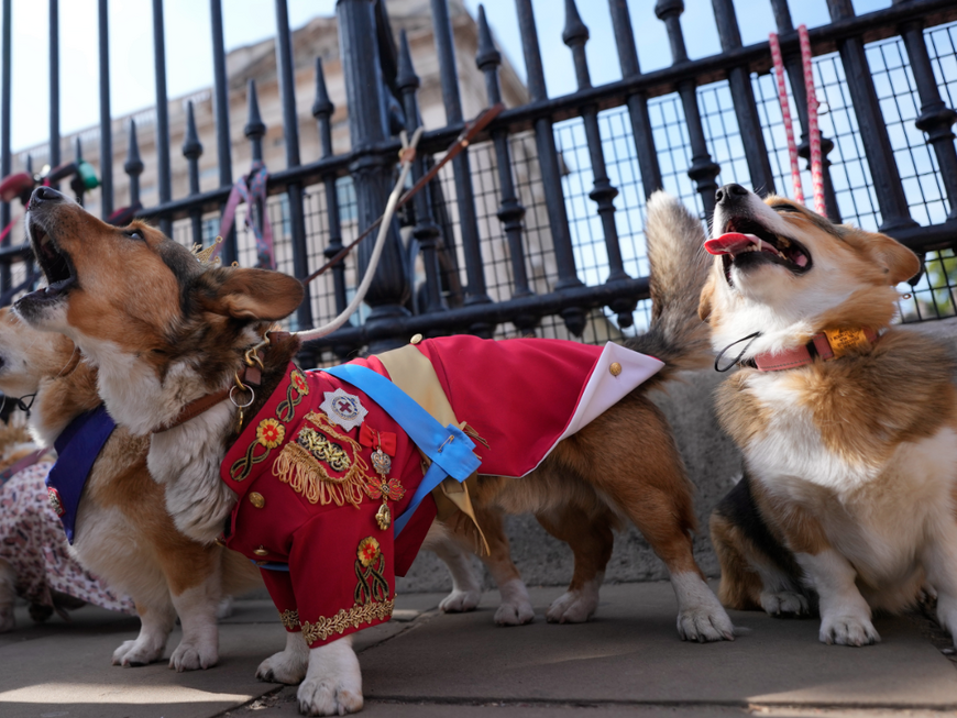 Hunde bei der Corgi-Parade für die Queen