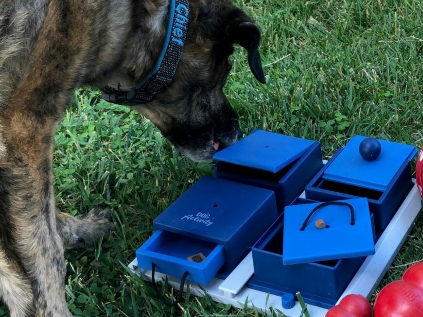 Dog Acticity Intelligenzspielzeug im Test
