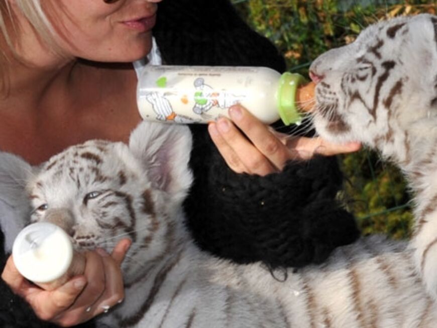 Sarah Connor füttert die beiden mit Milch aus der Flasche. Die Kleinen wurden nach der Geburt von ihrer Mutter verstoßen