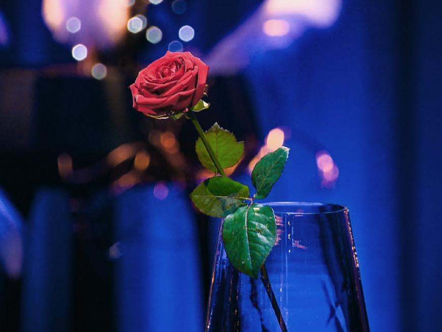 Rose im Glas bei "Der Bachelor"