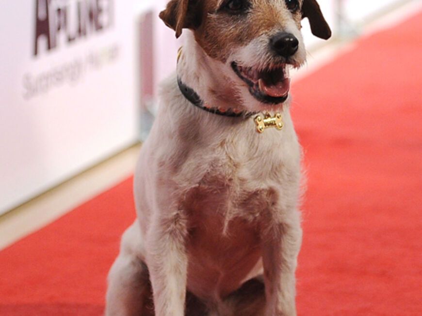Uggie ist der ungekrönte Star des Oscar-prämierten Films "The Artist"