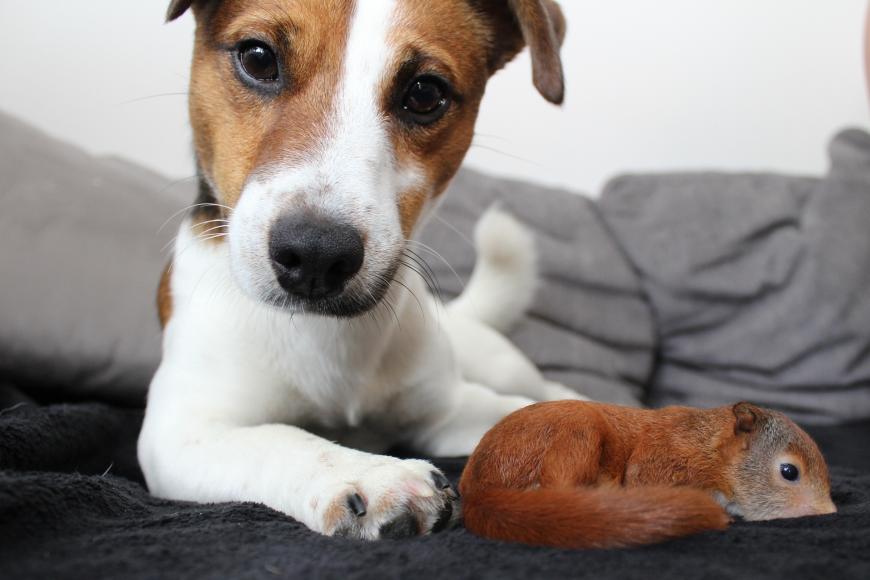 Susse Freundschaft Hund Killer Rettet Eichhornchen Baby Ok Magazin