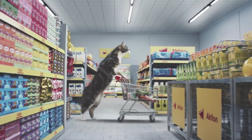 witziger werbespot die netto katzen erobern das netz ok magazin