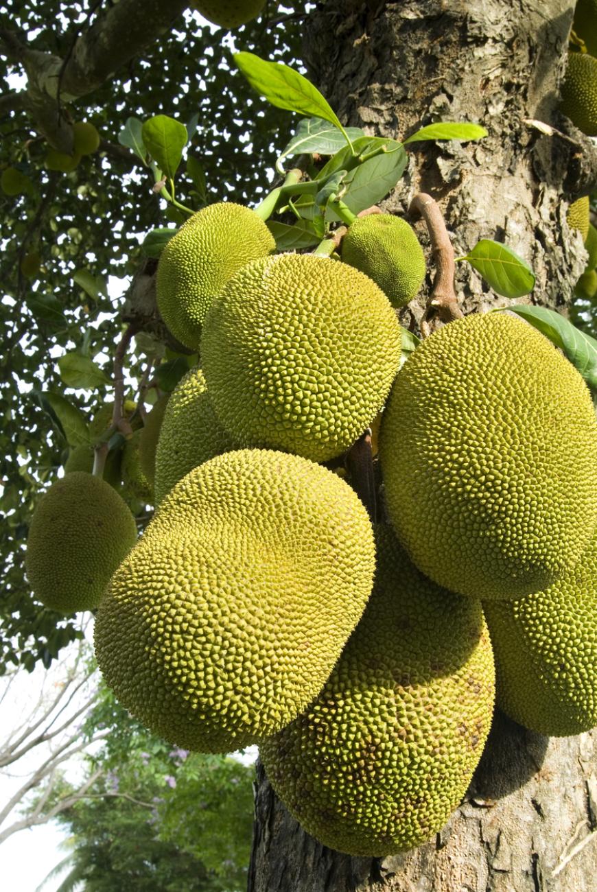 Jackfrucht Als Fleischersatz Diese Frucht Schmeckt Wie Huhnchen Ok Magazin