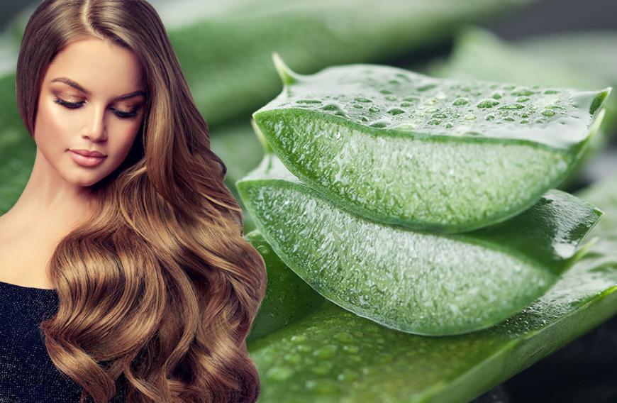 Gesunde Haare Darum Ist Aloe Vera Das Beste Pflegeprodukt