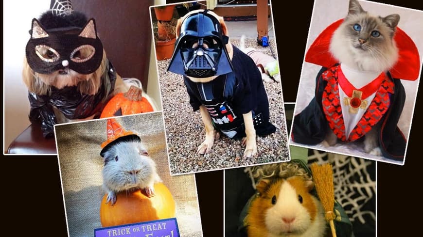 Gruselig s&uuml;&szlig;! 20 Tiere in Halloween-Kost&uuml;men