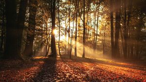 Herbstwald zur Tag und Nachtgleiche