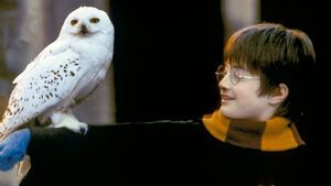 Harry Potter im Winter mit Eule Hedwig auf dem Arm
