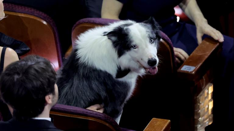 Hund Messi sitzt bei den Oscars 2024
